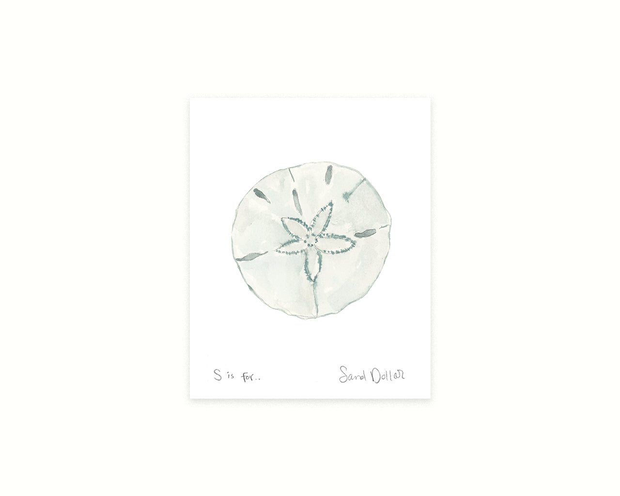 Illustration of a sand dollar on a white background