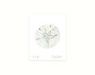 Illustration of a sand dollar on a white background
